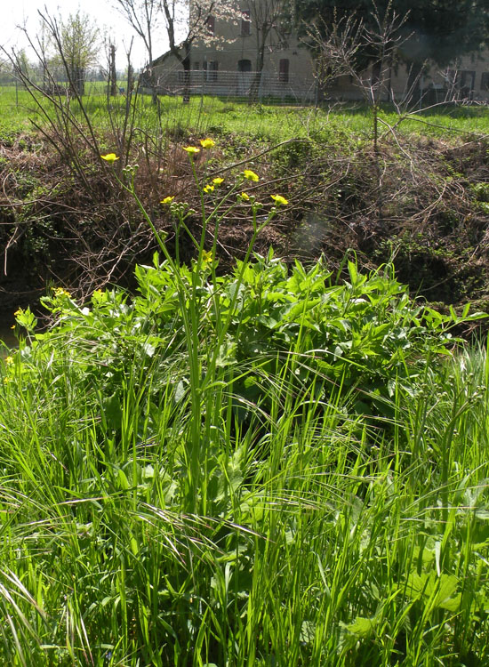 Ranunculus cfr. velutinus